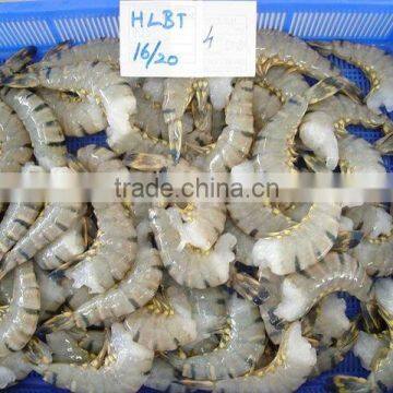 Black Tiger Shrimps Headless Shell On ( HLSO )