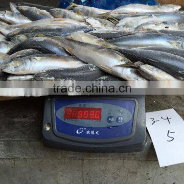 Frozen Mackerel Fish photo-3
