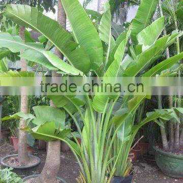 Ravenala Madagascariensis-Travelers Palm-trees-plants High 2-7m photo-2
