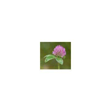 We supply Red Clover extract,Isoflavones 8%,20%,40% HPLC, Red clover extract contains four anti-tumor compounds. It also contains the powerful antioxidant tocopherol, which is a form of Vitamin E. Antioxidants help preventa cancer and other diseases.