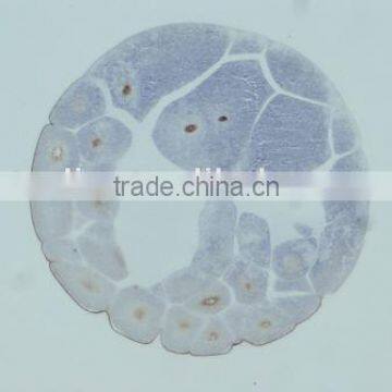 Embryo Slides , Frog Embryo Slides , Embryology Slides ,embryo Teaching Slides photo-4