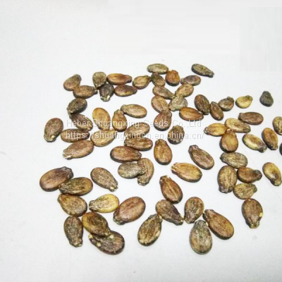 Maria Chinese black skin and diploid watermelon seeds