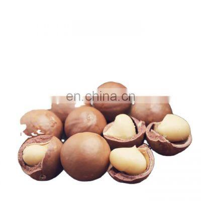 Wholesale Dried macca nut from Vietnam