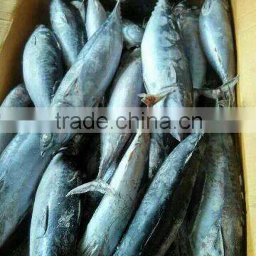 Frozen Bonito photo-6