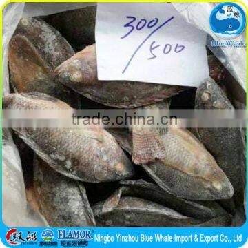 Top Quality Tilapia WR food 300-500g