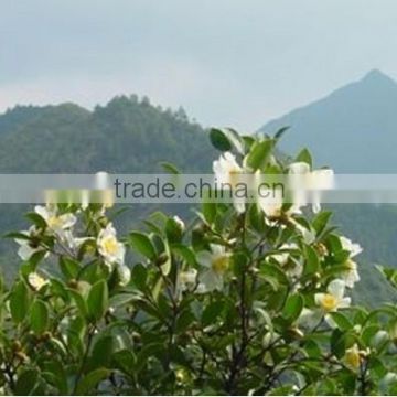 High Quality China Manufacturer oil tea camellia seed oil