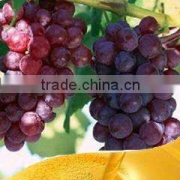 cold pressed grape seed oil