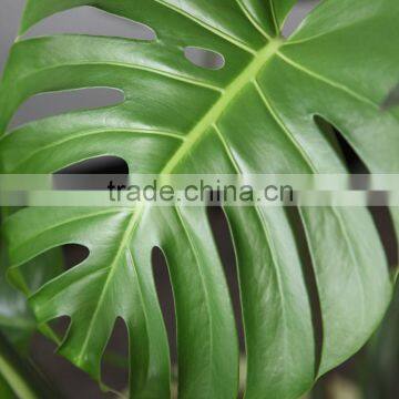 Hot Sell Monstera Leaves and Other Fresh Cut Roses From China With High Quality photo-3