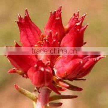 Rhodiola Rosea Extract