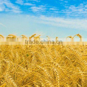 wheat flour broker for good quality flour