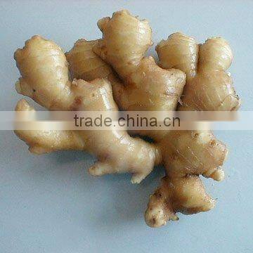 import fresh ginger with high quality and good price