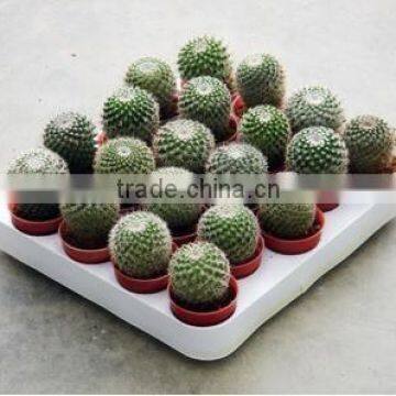 Mammillaria Spinosissima 8.5cm Mini Cactus Succulent Indoor Plants Bonsai Nursery Echinocactus Grusonii Cereus Cacti photo-5