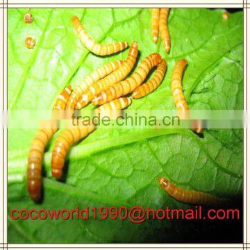 Mealworms Safe to Eat/pigeons Eat Mealworms/freeze Mealworms photo-4