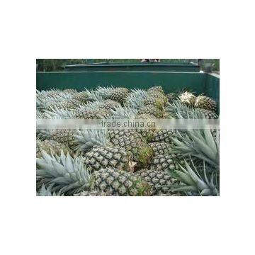 Fresh Pineapples Cheap Price