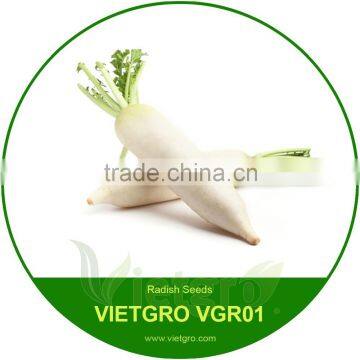 High Yield Snow White Radish Seed