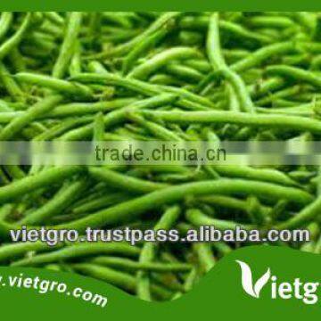 High Quality Fresh Organic French Beans VGFB001