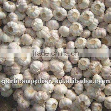 PURE WHITE GARLIC NEW CROP