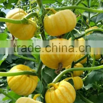 Wholesale hybrid Mini pumpkin seeds For Growing-Rainbow