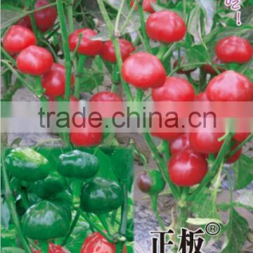 Red Cherry Jewel-Pepper Seeds for growing