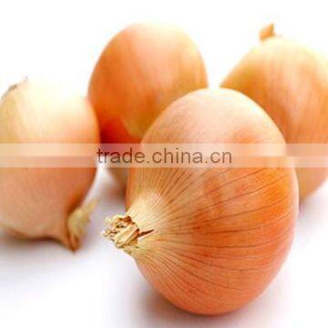 Producer & Supplier of Fresh Yellow Onion from India