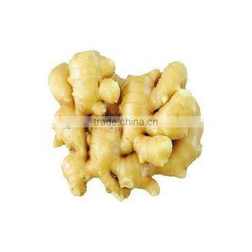 for Any Market Fresh Natural Ginger