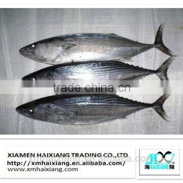 China Manufacturer Bonito fish