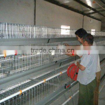 high quality Cage laying poultry for sales