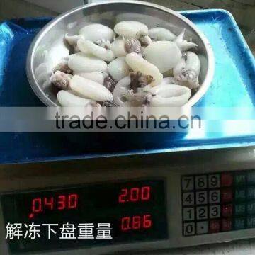Frozen Cuttlefish photo-2