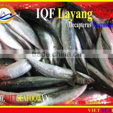 IQF LAYANG SCAD WHOLE ROUND photo-5