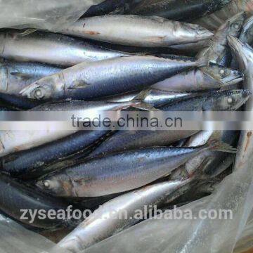 Sea Frozen/Land Frozen Pacific Mackerel photo-2