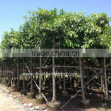 Ficus Altissima landscaping plants for tropical area