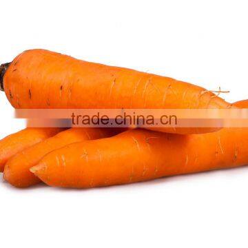 Fresh Carrot Suppliers China photo-4