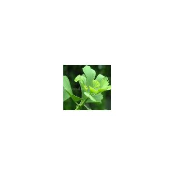 sell Ginkgo Biloba Leaf Extract