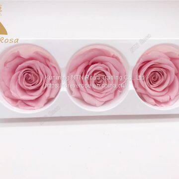 preserved flower big rose bud  long life ecuadorian roses wholesale