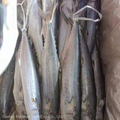 Frozen spanish mackerel