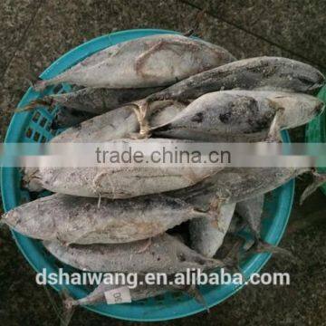 Size 500 - 750 g / pcs Frozen bonito for canning