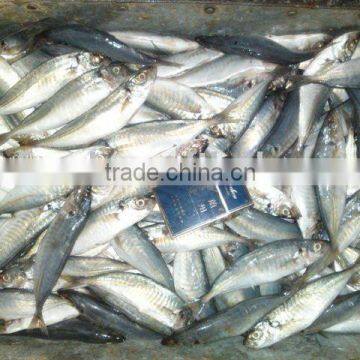 Frozen scad horse mackerel fish pacific