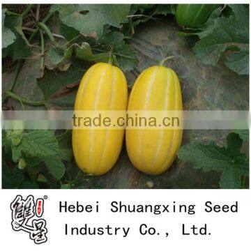 Huangxiu planting early mature sweet hybrid melon seeds