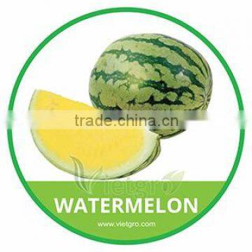 HIGH QUALITY FRESH YELLOW WATERMELON