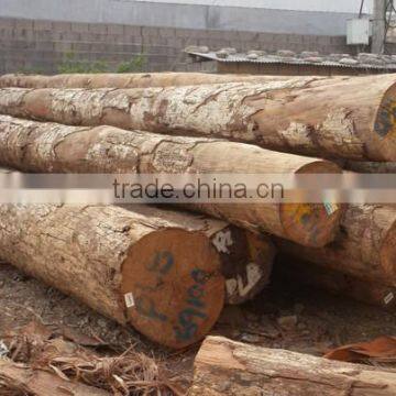 Wood Veneer Used for Plywood/engineered Wood Veneer/PLB Veneer photo-4