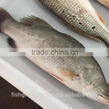 BARRAMUNDI WHOLE ROUND photo-5
