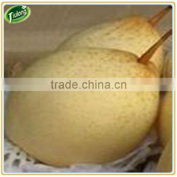 Super Fresh Fruit Ya Pear photo-3