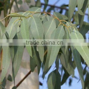 ECUCALYPTUS LEAVES