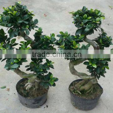 outdoor woody plant large s shape ficus bonsai