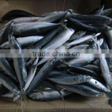 A Grade Pacific Mackerel for Canning