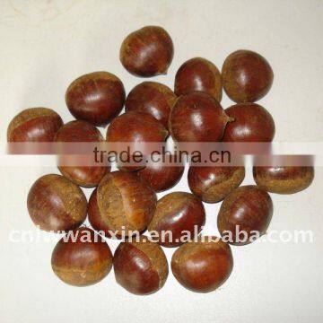 chinese fresh chestnut 40-60/kg