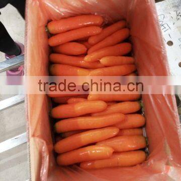 2016 NEW CROP FRESH RED CARROT FOR SALE