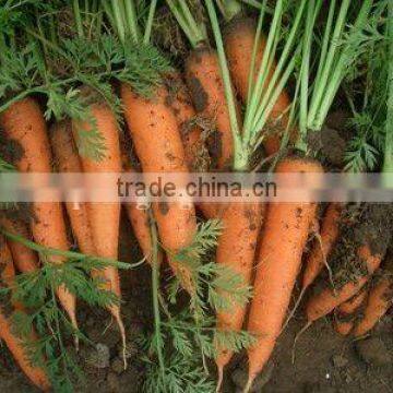 Chinese2012 fresh carrot(High Quality)