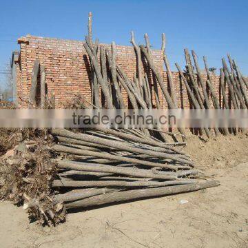 Ulmus Pumila L. Seedling photo-4