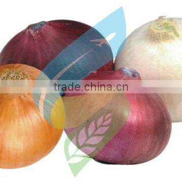 Producer, Grower & Exporters of Fresh Indian Vegetable Onions
